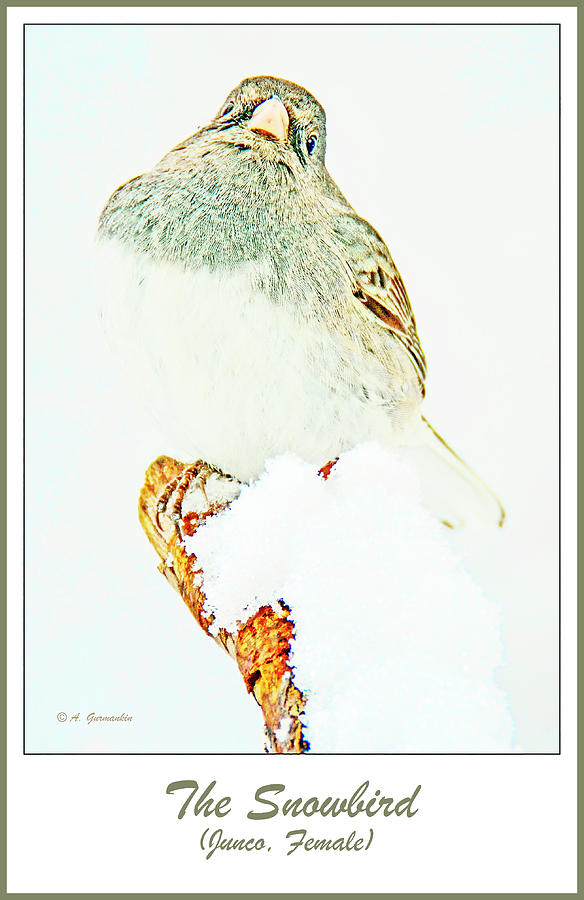 Slate-colored Junco, Female in Winter Digital Art by A Macarthur Gurmankin