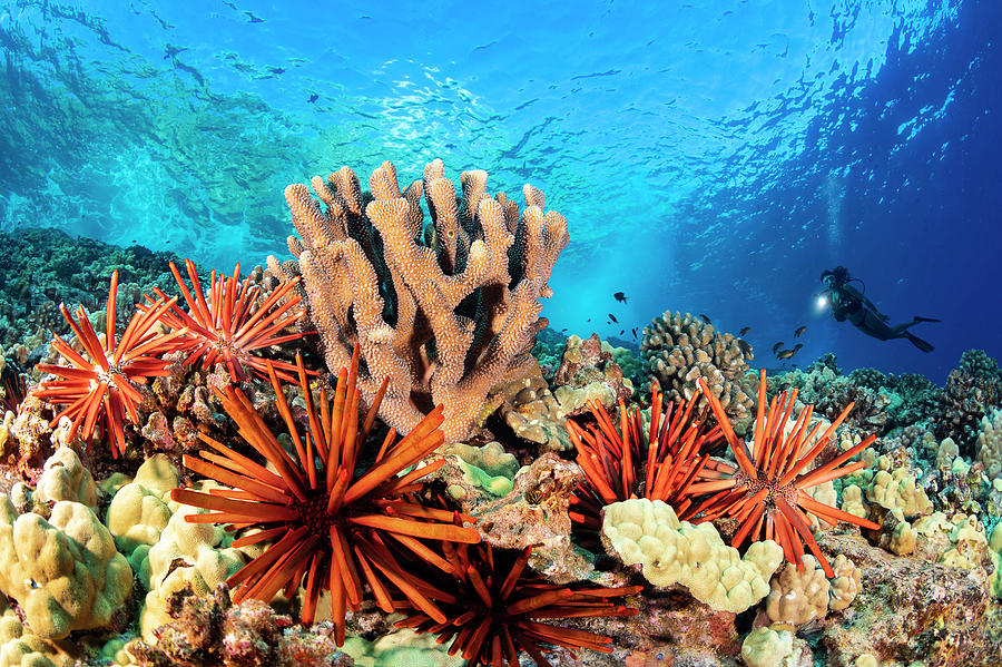 Slate Pencil Sea Urchins Photograph by Dave Fleetham