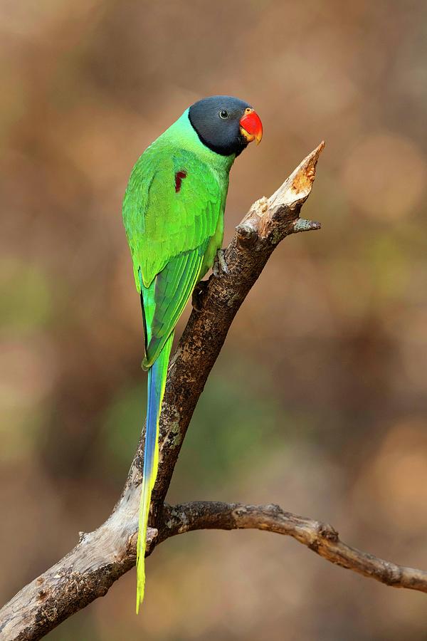 Slaty Headed Parakeet Drawing by Ephotocorp - Fine Art America