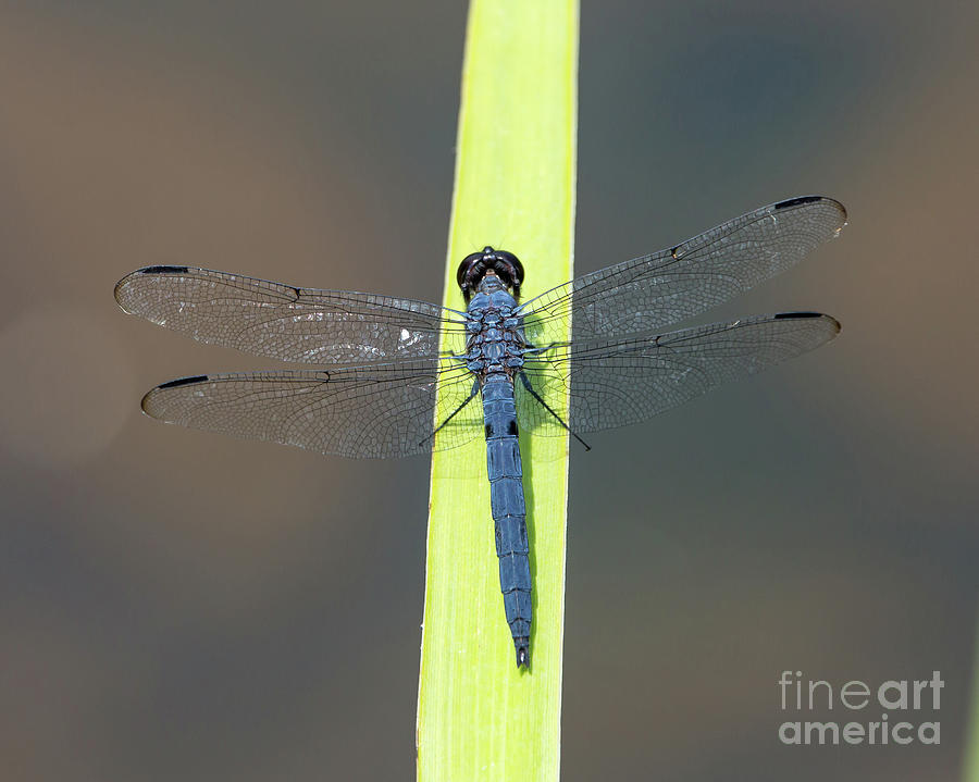 Slaty Skimmer Dragonfly by Kevin McCarthy Slaty Skimmer Dragonfly by Kevin McCarthy