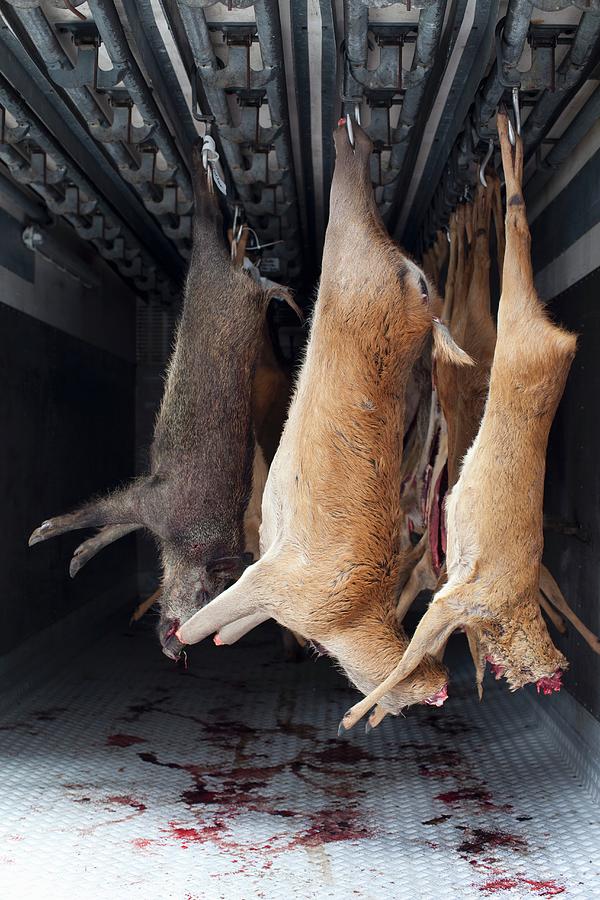 Slaughtered Game Hanging In A Refrigerated Vehicle Photograph by Joerg Lehmann