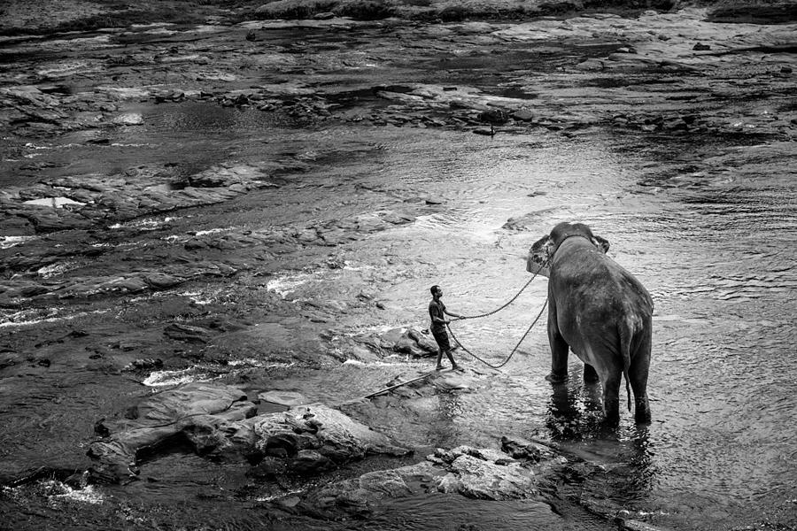 Animal Photograph - Slavery by Baris Guven