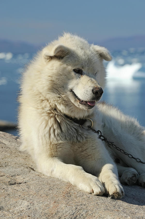 Sled Dog, Greenland Digital Art by Manfred Delpho