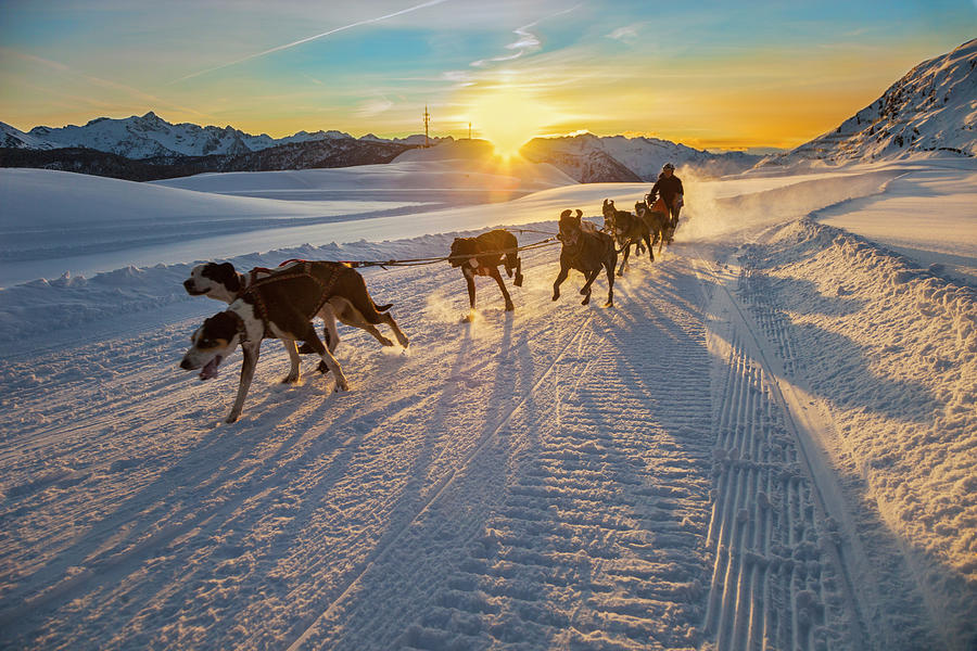 Sled Dog On The Snow In The Pyrenees Photograph by Gonzalo Azumendi