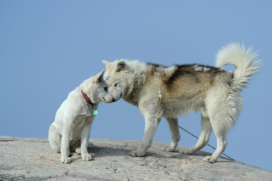 are greenland dogs good sled dogs