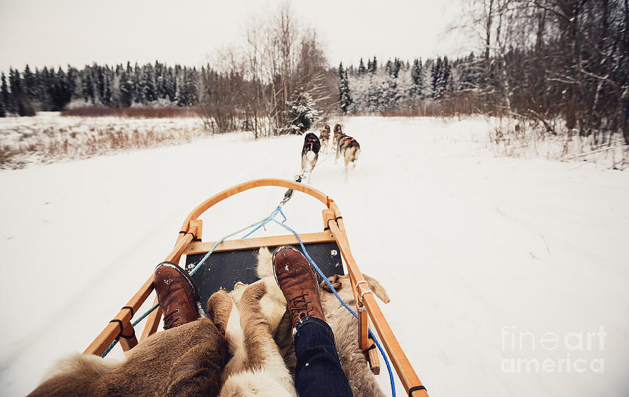 Sleigh Photograph - Sled Dogs Pulling A Sled Through The by Andrey Bayda Sleigh Photograph - Sled Dogs Pulling A Sled Through The by Andrey Bayda