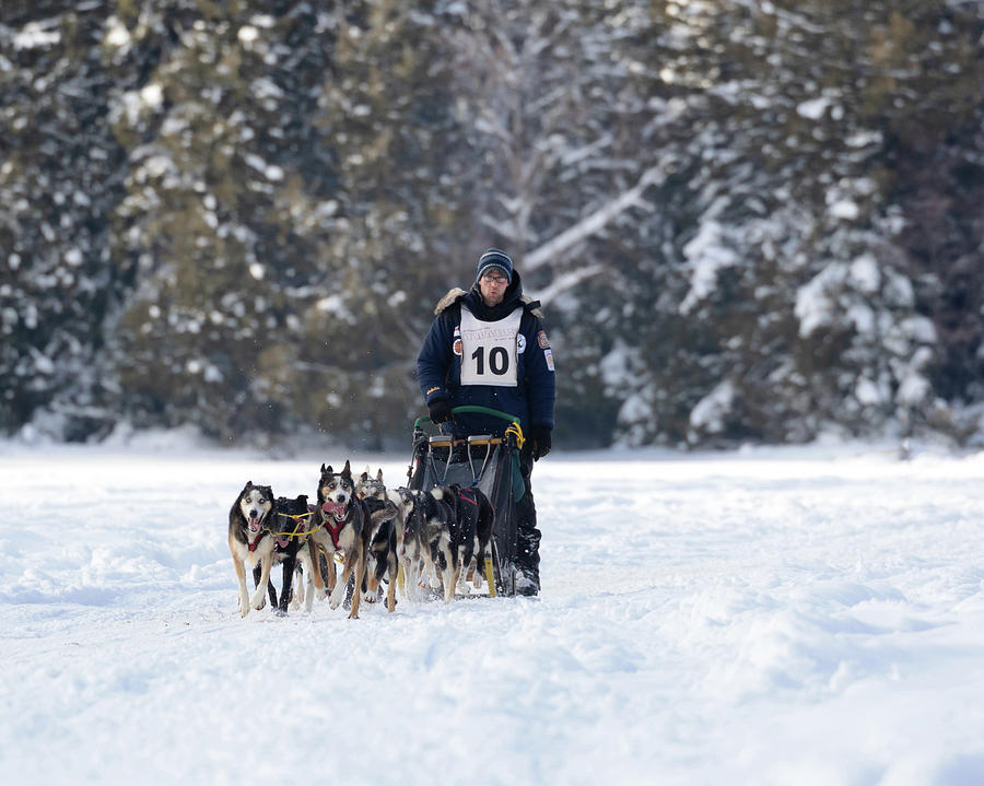 Sled Dogs Running Photograph by Susan Rissi Tregoning