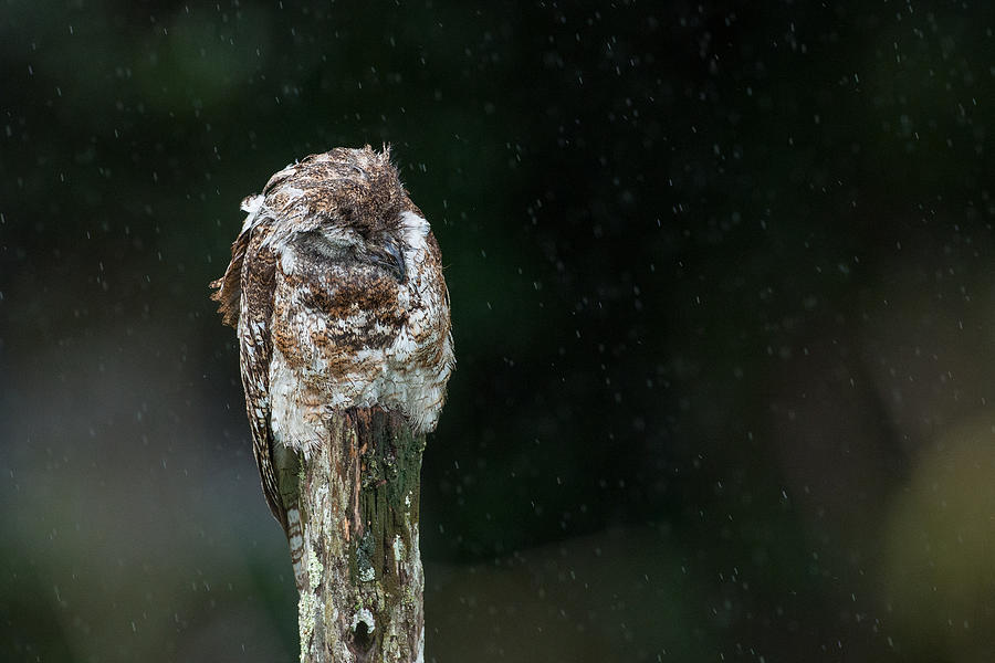 Wildlife Photograph - Sleep In The Rain (great Potoo) by Fabio Ferretto