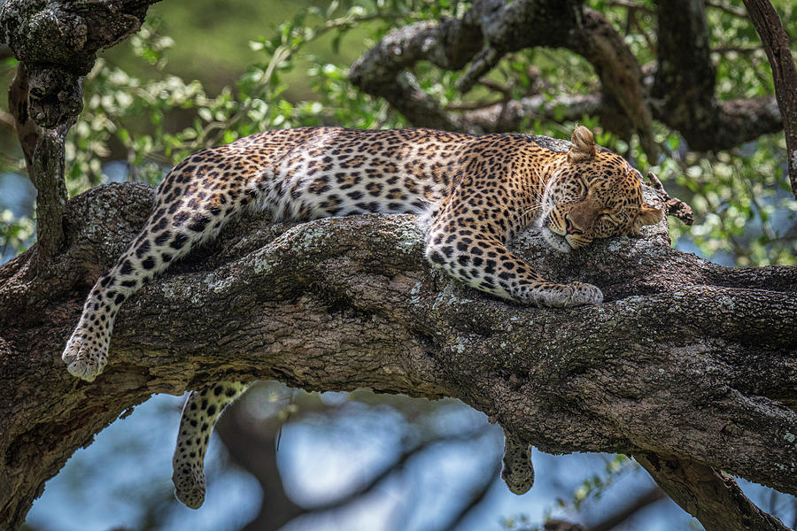 Wildlife Photograph - Sleep In The Sunlight by Jeffrey C. Sink