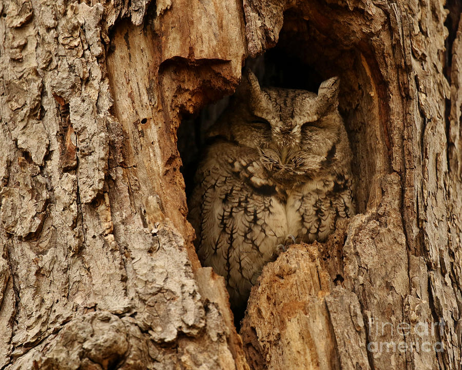 Sleep Screech Owl Photograph by Heather King