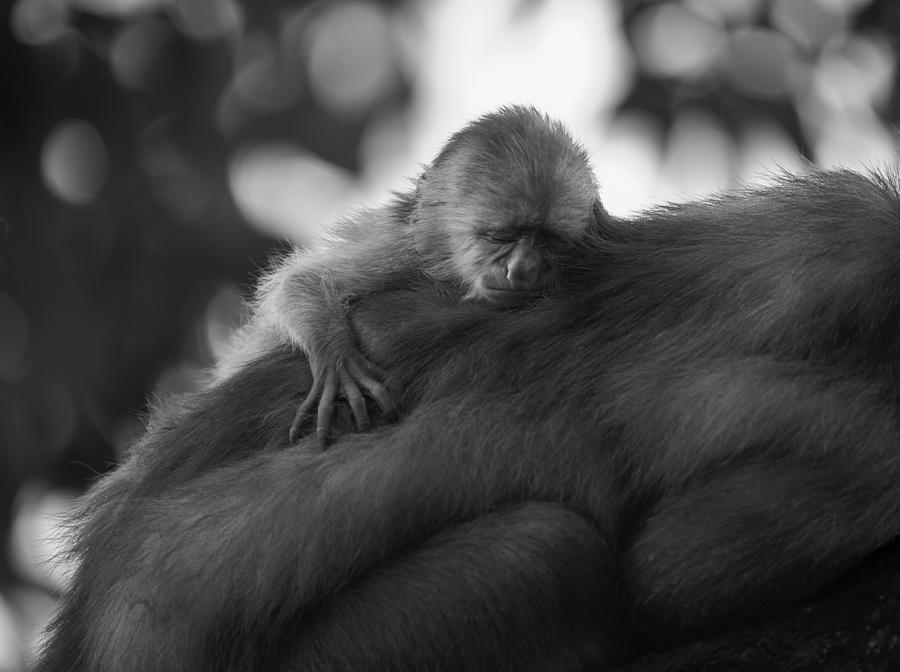 Animal Photograph - Sleeping Baby by Jimmy Yang