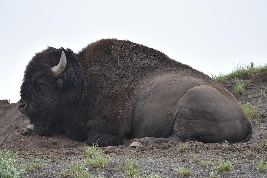 Sleeping Bison Photograph by Margarethe Binkley