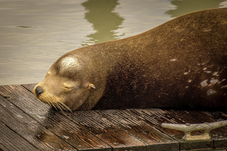 Sleeping California Sea Lion Photograph by Donald Pash