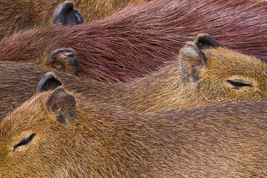 Sleeping Capybaras Photograph by Sebastian Kennerknecht