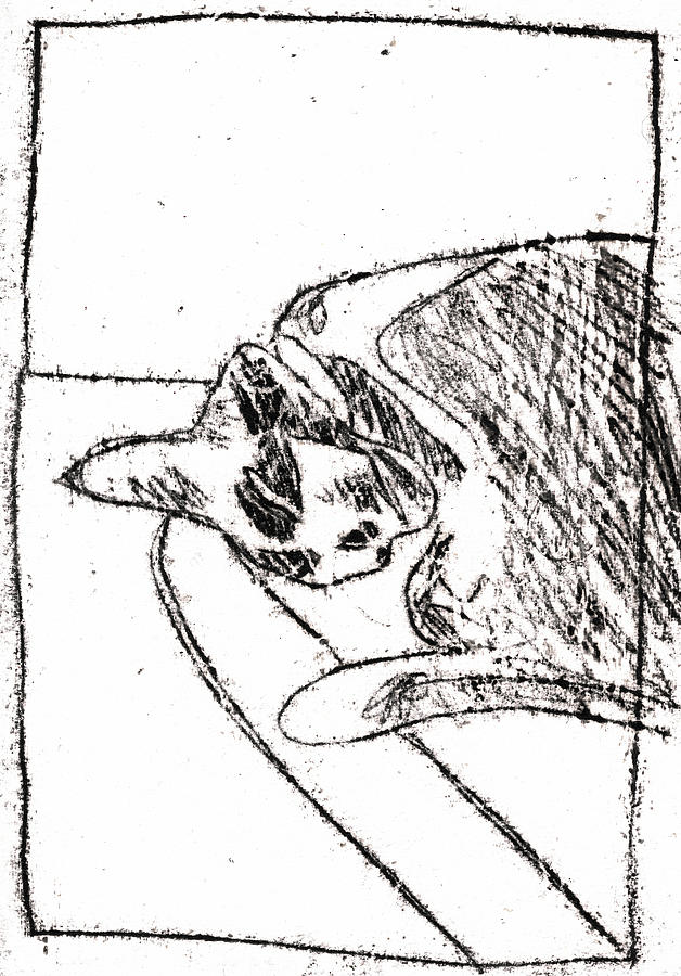 Sleeping Cat Black Oil Drawing by Edgeworth Johnstone