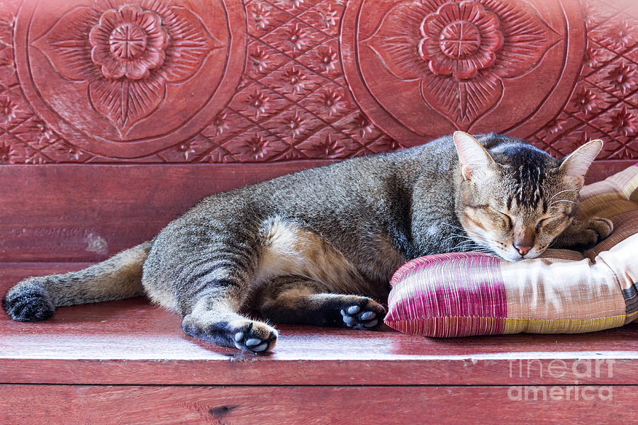 Fur Photograph - Sleeping Cat by Pun483 Fur Photograph - Sleeping Cat by Pun483