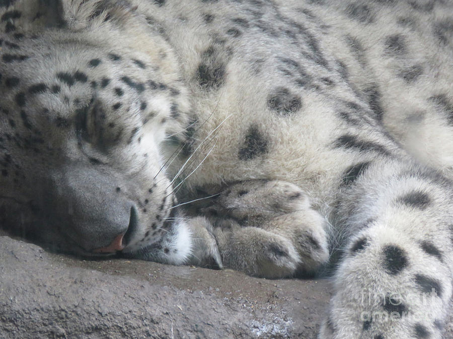 Sleeping Cheetah Photograph by Mary Mikawoz