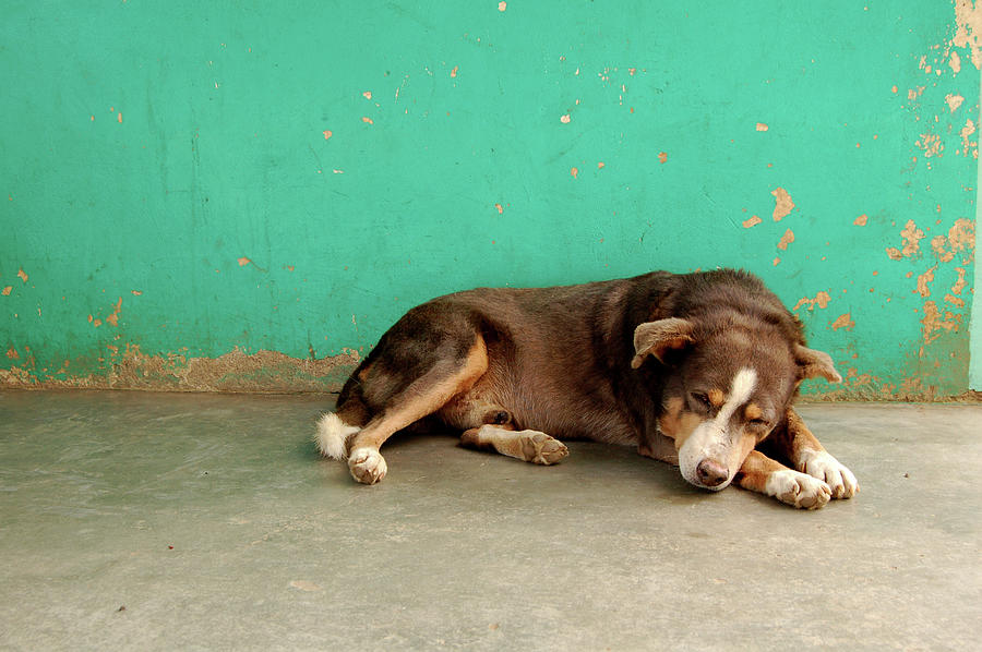 Sleeping Dog In Front Of Aqua Wall Photograph by Pearl Vas | Fine Art