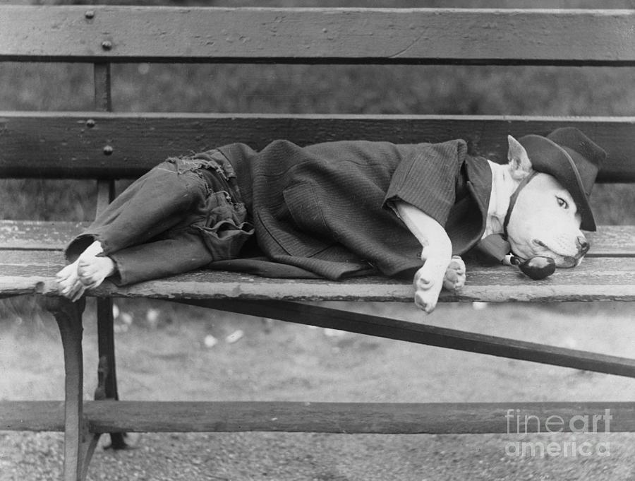 Sleeping Dog In Outfit Photograph by Bettmann
