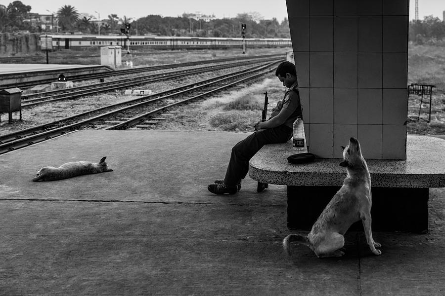Dog Photograph - Sleeping Dogs by Richard Huang
