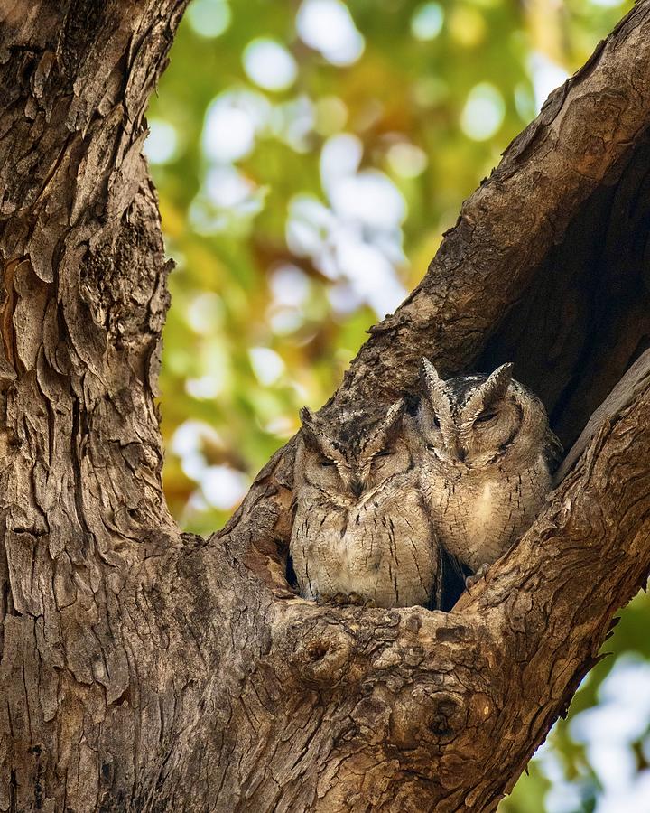 Sleeping Duo ? Photograph by Sooraj Nalloore