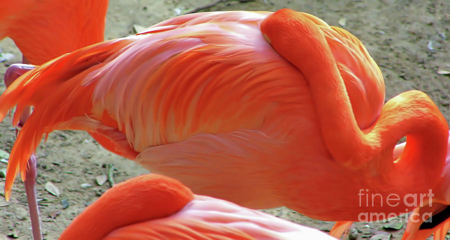 Sleeping Flamingo Photograph by D Hackett
