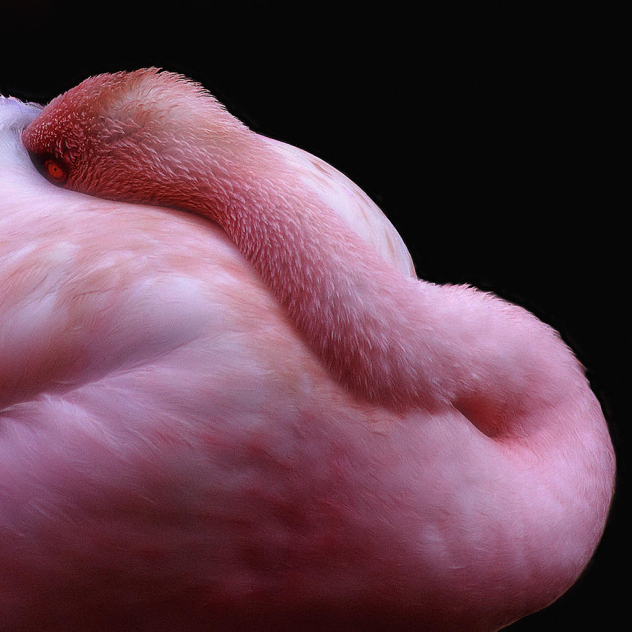 Sleeping flamingo Photograph by Roberto Pagani