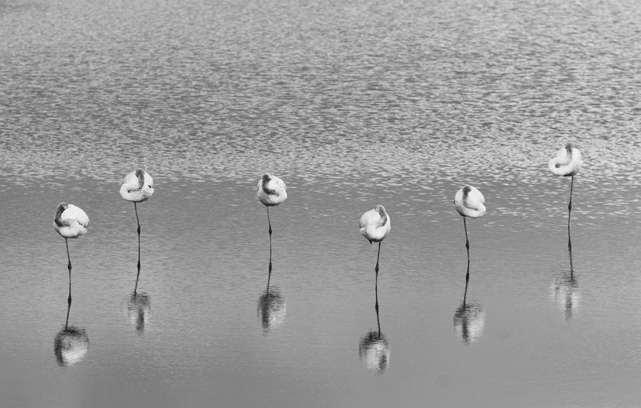 Sleeping Flamingos Photograph by Keren Or