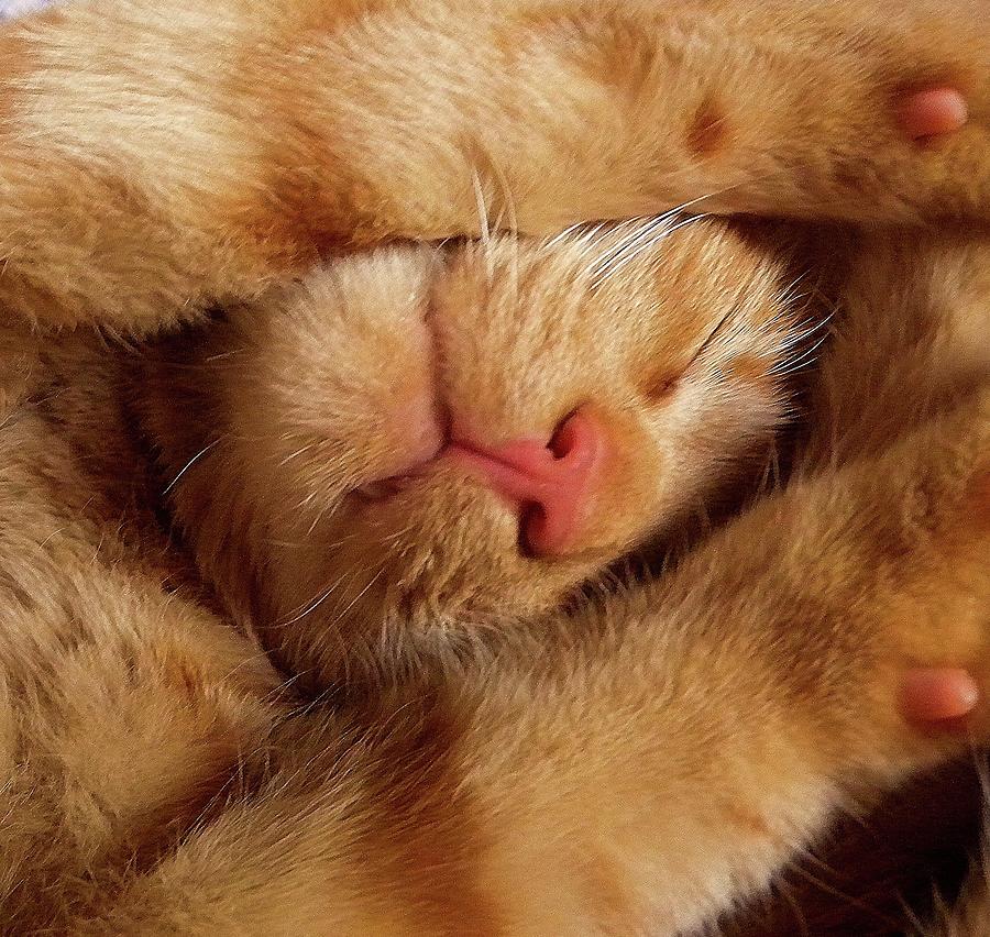 Sleeping Ginger Cat Photograph by By Richard Pearson