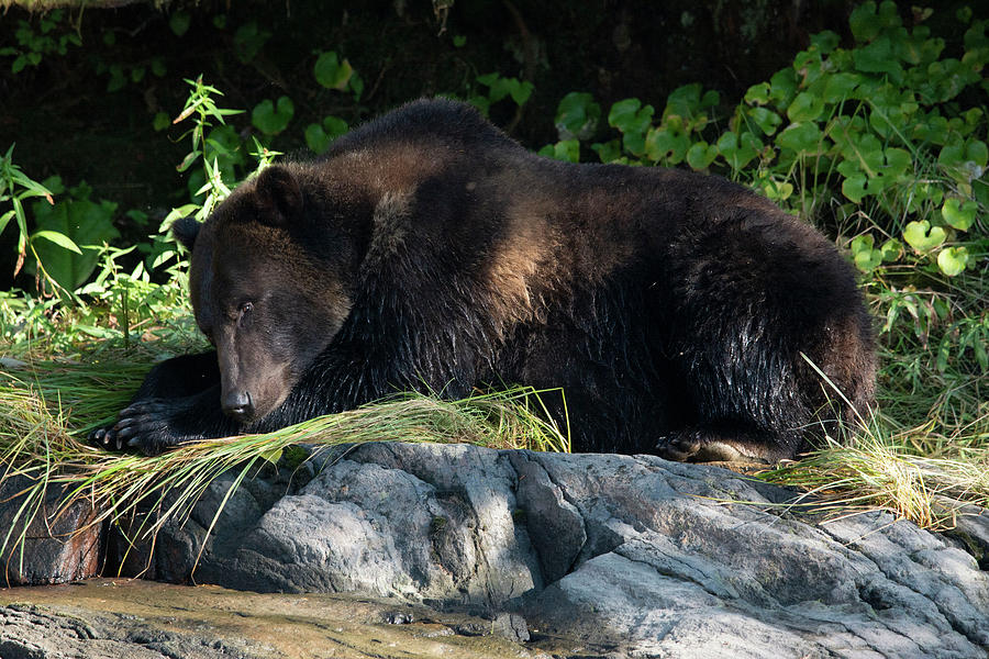 Sleeping Grizzly Photograph by Patrick Nowotny