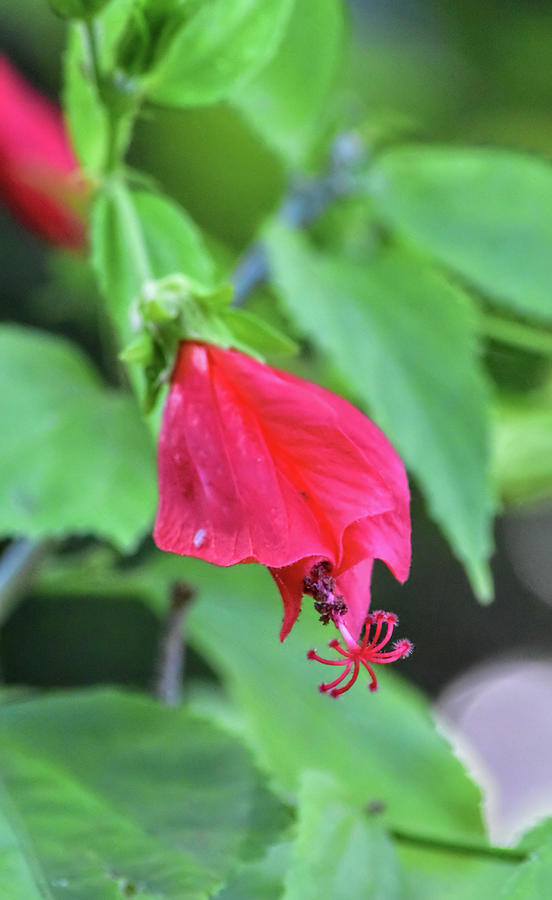 Sleeping Hibiscus Photograph by William Tasker - Pixels