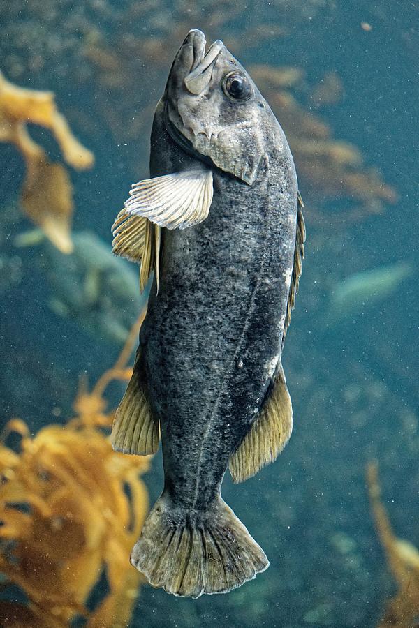 Sleeping Kelpie - Rockfish Photograph by KJ Swan