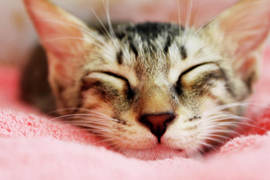 Sleeping Kitten Photograph by Joey Lim