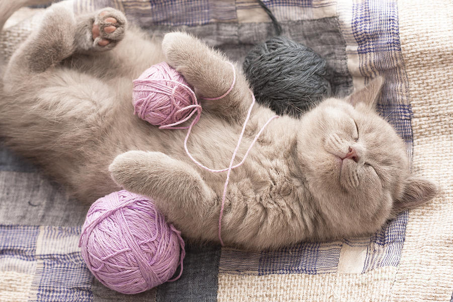 Fur Photograph - Sleeping Kitten Rare Color Lilac by Liliya Kulianionak Fur Photograph - Sleeping Kitten Rare Color Lilac by Liliya Kulianionak