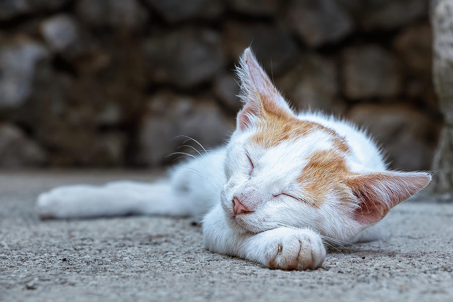 Sleeping Kitty Photograph by Rick Deacon
