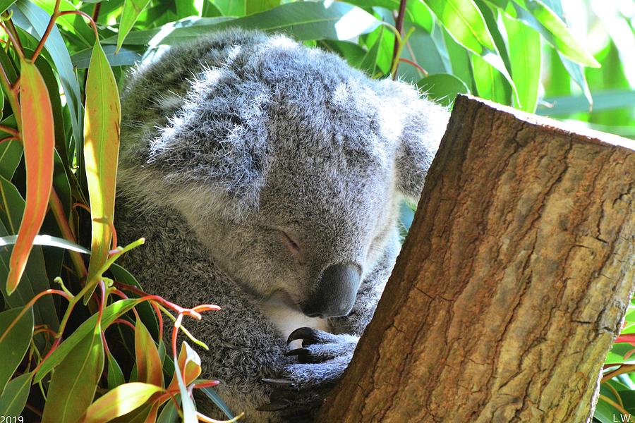 Sleeping Koala Photograph by Lisa Wooten