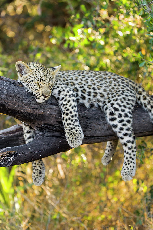 Sleeping Leopard Cub Photograph by Suzi Eszterhas