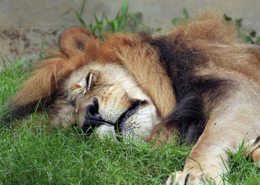 Sleeping Lion Photograph