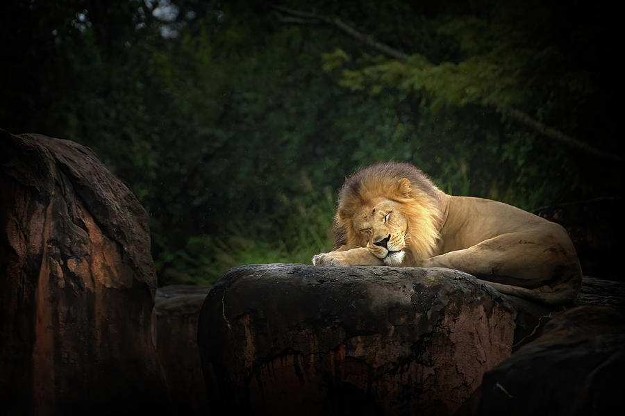 Sleeping Lion Photograph by Mark Andrew Thomas