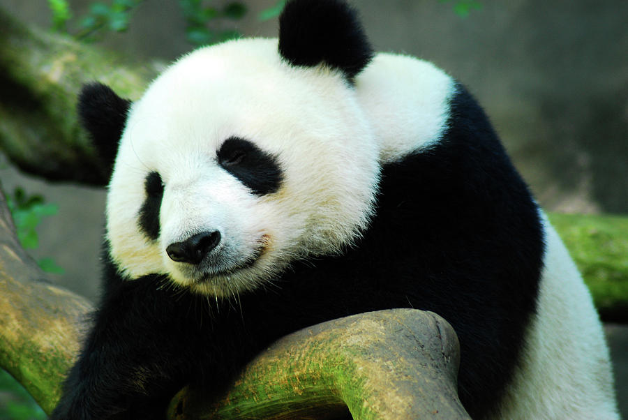 Sleeping panda Photograph by James Kirkikis - Fine Art America