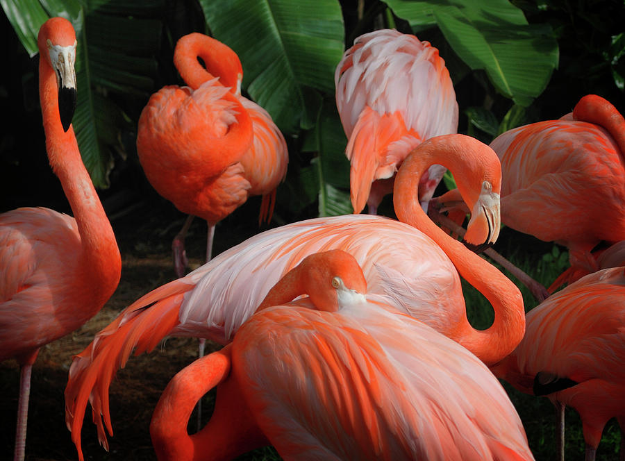 Sleeping Pink Flamingo Surrounded By Photograph by Deborahmaxemow