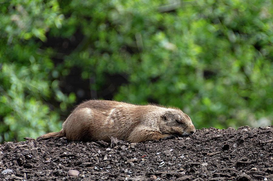 Sleeping Prairie Dog Photograph by Scott Lyons