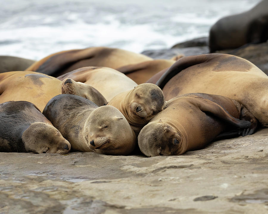 Sleeping Sea Lions Photograph by Your Nature and Travel Images