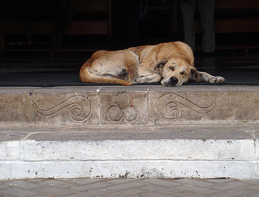 Dog Photograph - Sleeping Street Dog at Church by Karen Zuk Rosenblatt