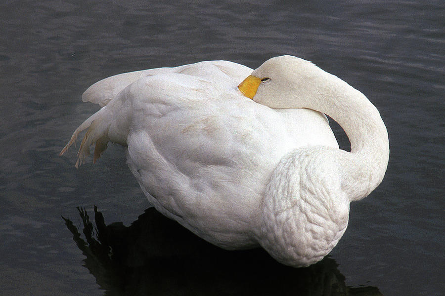 Sleeping Swan Photograph by Jerry Griffin