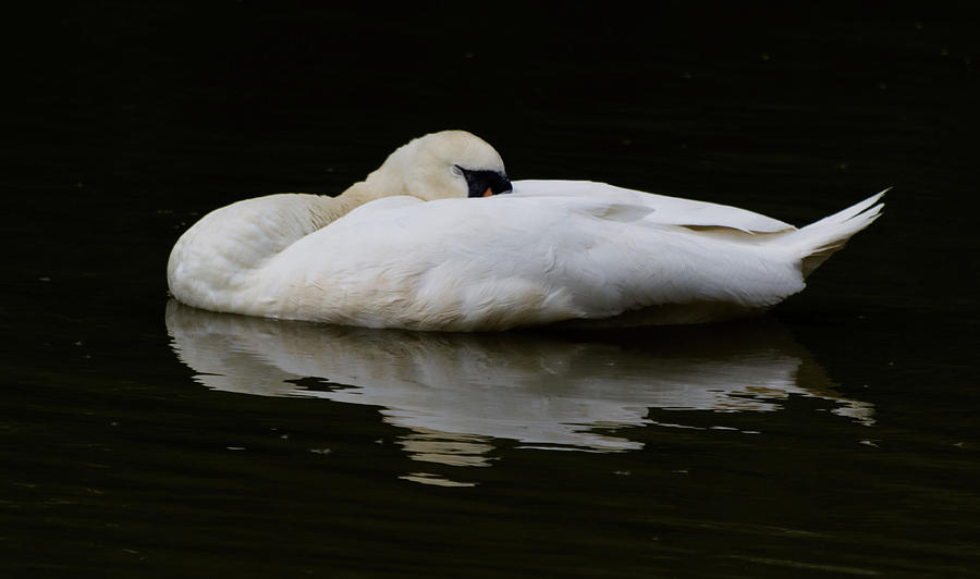 Sleeping Swan Reflection Photograph by Scott Lyons