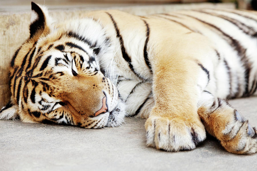 Sleeping Tiger, Chiang Mai, Thailand Photograph by Ivanmateev