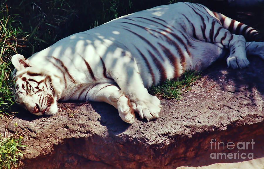 Sleeping - Tiger Photograph by D Hackett