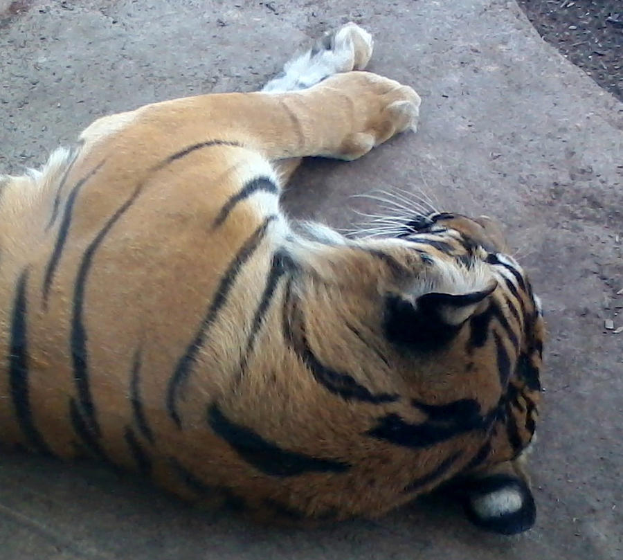Sleeping Tiger Photograph by Joanne Harrison