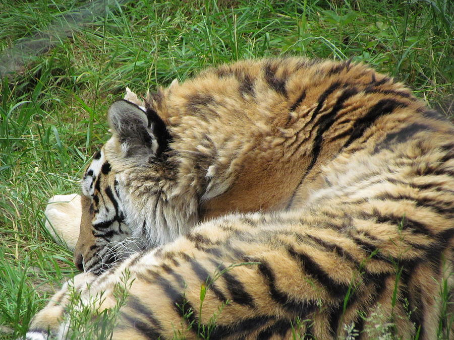 Sleeping tiger Photograph by Patricia Piotrak